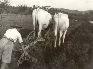 L'Aratura-Ricerca storica su: “Campagna Romana-Castel di Guido e l’area Nord-Ovest di Roma.” 