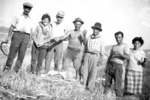 Mietitura a mano 1961-Ricerca storica su: “Campagna Romana-Castel di Guido e l’area Nord-Ovest di Roma.” 