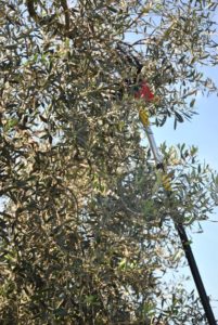 olio extravergine di oliva del Lazio