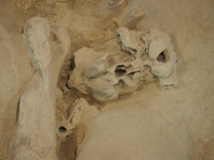 CASTEL DI GUIDO-La Polledrara di Cecanibbio- MUSEO PALEONTOLOGICO