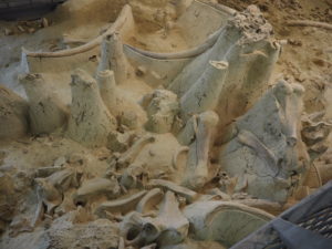 CASTEL DI GUIDO-La Polledrara di Cecanibbio- MUSEO PALEONTOLOGICO