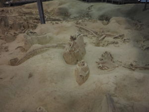 CASTEL DI GUIDO-La Polledrara di Cecanibbio- MUSEO PALEONTOLOGICO