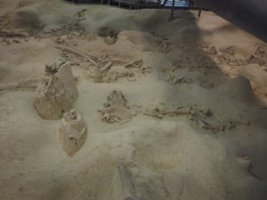 CASTEL DI GUIDO-La Polledrara di Cecanibbio- MUSEO PALEONTOLOGICO