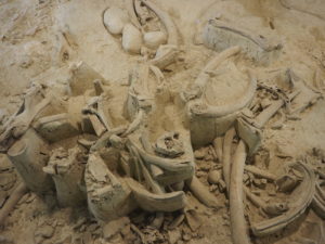 CASTEL DI GUIDO-La Polledrara di Cecanibbio- MUSEO PALEONTOLOGICO