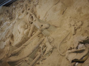 CASTEL DI GUIDO-La Polledrara di Cecanibbio- MUSEO PALEONTOLOGICO