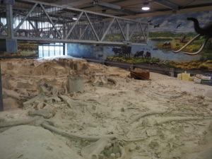 CASTEL DI GUIDO-La Polledrara di Cecanibbio- MUSEO PALEONTOLOGICO