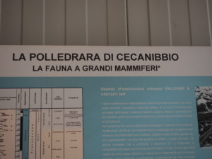 CASTEL DI GUIDO-La Polledrara di Cecanibbio- MUSEO PALEONTOLOGICO