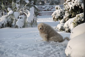 RESIDENZA AURELIA di CASTEL DI GUIDO , la grande neve di Febbraio 2012-