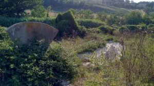 I Fontanili della Campagna Romana- Fontanile di via Santa Maria di Galeria Foto di Grazia Amici