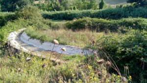 I Fontanili della Campagna Romana- Fontanile di via Santa Maria di Galeria Foto di Grazia Amici