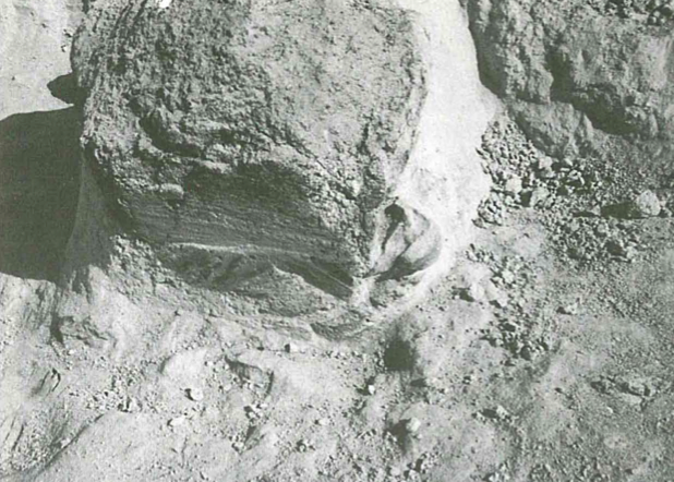 Castel di Guido- Ottava Campagna di scavo- Particolare di un clasto di tufo giacente sulla Tufite.
