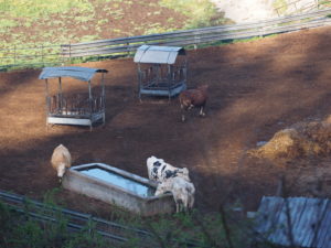 I Fontanili della Campagna Romana-Tenuta di Cecanibbio