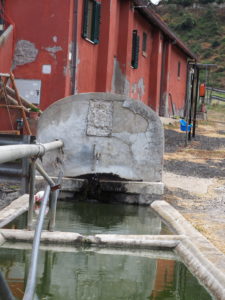 I Fontanili della Campagna Romana- Fontanile di Cecanibbio- Foto Franco Leggeri-