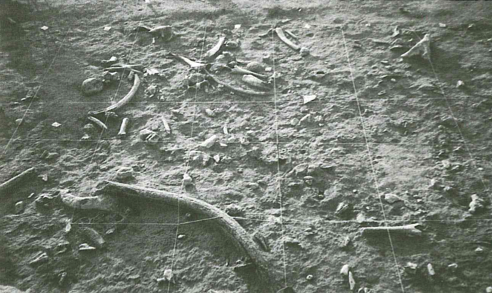 Castel di Guido- Ottava Campagna di scavo-Superficie di calpestio con i resti lasciati dall'Uomo