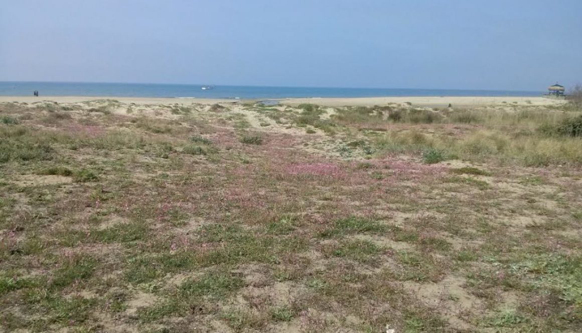 FREGENE-NUOVA VITA PER LA SPIAGGIA DI FELLINI