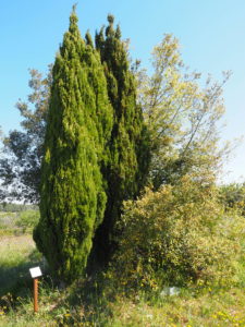 CASTEL DI GUIDO, VILLA ROMANA DELLE COLONNACCE : “Il Giardino Antico”