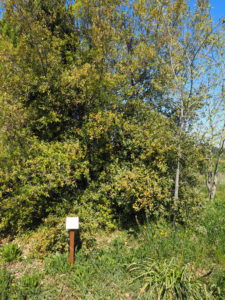 CASTEL DI GUIDO, VILLA ROMANA DELLE COLONNACCE : “Il Giardino Antico”