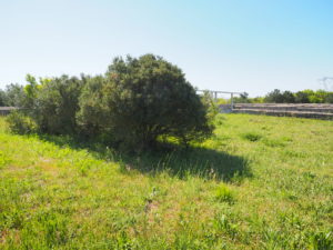 CASTEL DI GUIDO, VILLA ROMANA DELLE COLONNACCE : “Il Giardino Antico”