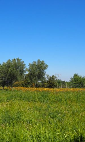 CASTEL DI GUIDO, VILLA ROMANA DELLE COLONNACCE : “Il Giardino Antico”