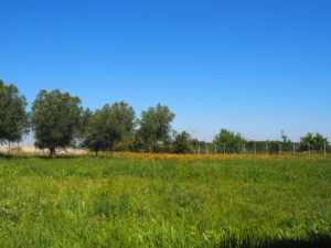 CASTEL DI GUIDO, VILLA ROMANA DELLE COLONNACCE : “Il Giardino Antico”