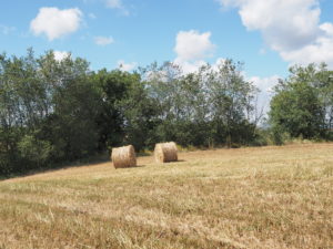 Azienda Agricola Castel di Guido