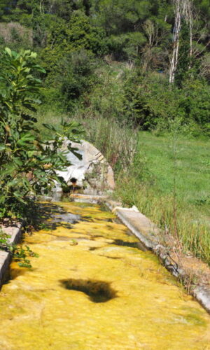 Fontanili della Campagna Romana- Fontanile della Carosara Azienda Agricola Castel di Guido