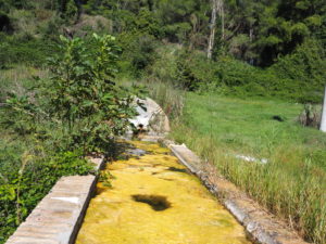 Fontanili della Campagna Romana- Fontanile della Carosara Azienda Agricola Castel di Guido