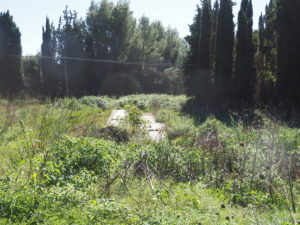 Fontanili della Campagna Romana- Fontanile della Carosara Azienda Agricola Castel di Guidofoto di Franco Leggeri