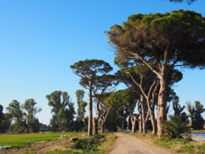 FIUMICINO-Torre di Maccarese nota come Torre Primavera