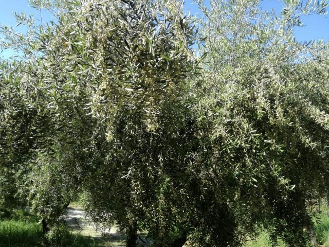 Castelnuovo di Farfa (RI)-Azienda Agricola Il Cervo Rampante