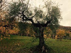 Paolo GENOVESI Fotoreportage Abbazia di FARFA