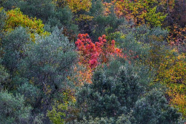 Paolo Genovesi Autunno in Sabina