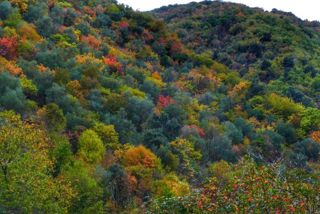 Paolo Genovesi Autunno in Sabina