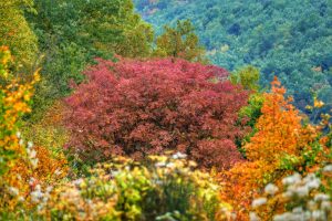 Paolo Genovesi Autunno in Sabina