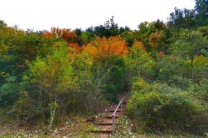 Paolo Genovesi Autunno in Sabina