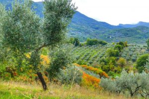 Paolo Genovesi Autunno in Sabina