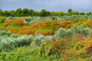 Paolo Genovesi Autunno in Sabina