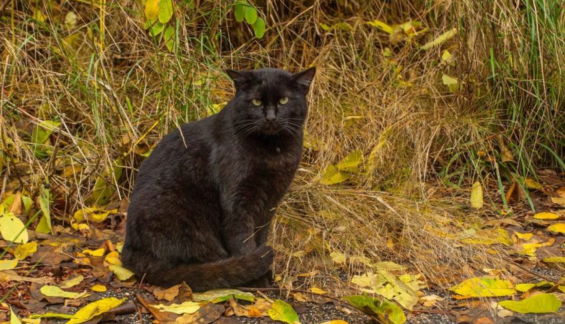 gattone della colonia felina Zodiaco