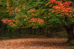 ALESSANDRA FINITI Fotoreportage "Autunno in Sabina"