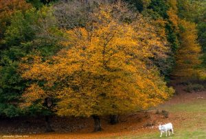 ALESSANDRA FINITI Fotoreportage "Autunno in Sabina"