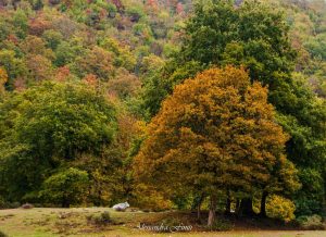 ALESSANDRA FINITI Fotoreportage "Autunno in Sabina"