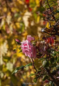 ALESSANDRA FINITI Fotoreportage "Autunno in Sabina"