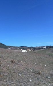 Salisano : Osteria Fatucchi XVI sec. Mucche al pascolo , Sullo sfondo il monte Tancia.