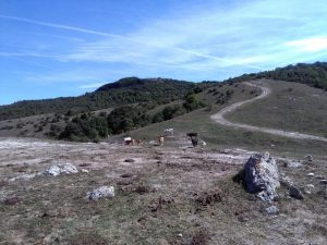 Salisano : Osteria Fatucchi XVI sec. Mucche al pascolo , Sullo sfondo il monte Tancia.