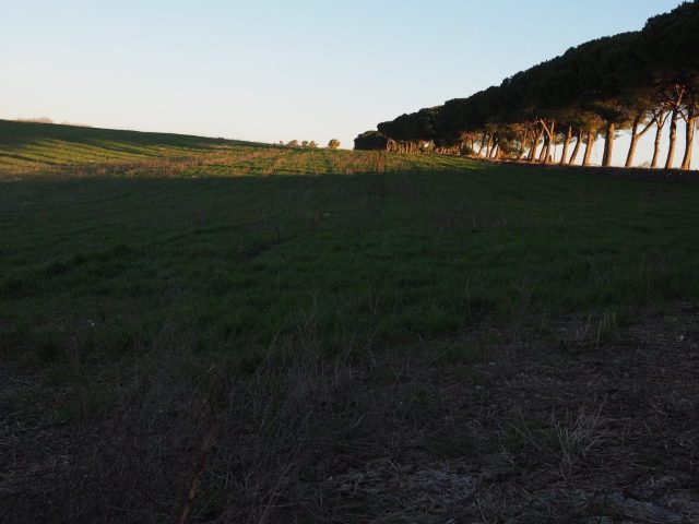 Foto di Franco Leggeri- Campagna Romana Viale dei pini Torre della BOTTACCIA-