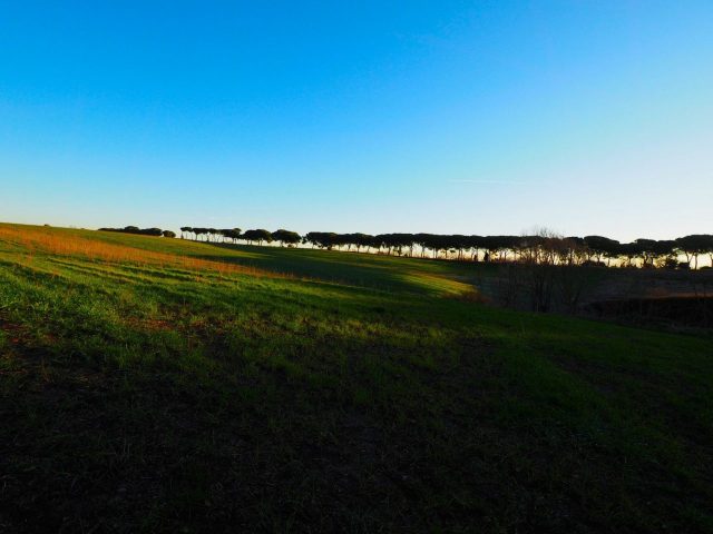 Foto di Franco Leggeri- Campagna Romana Viale dei pini Torre della BOTTACCIA-