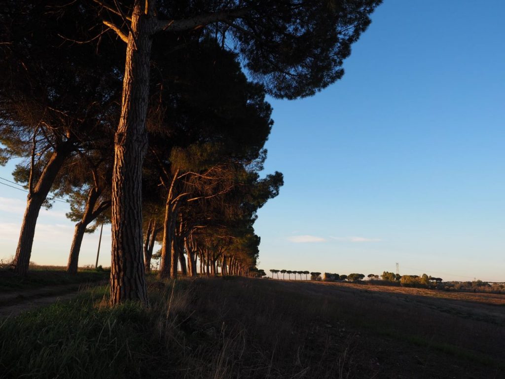 Foto di Franco Leggeri- Campagna Romana Viale dei pini Torre della BOTTACCIA-