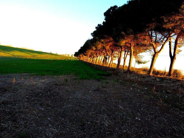 Foto di Franco Leggeri- Campagna Romana Viale dei pini Torre della BOTTACCIA-