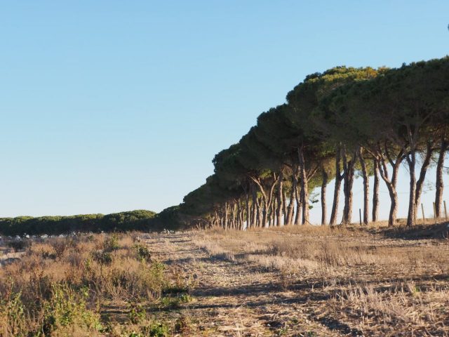 Foto di Franco Leggeri- Campagna Romana Viale dei pini Torre della BOTTACCIA-