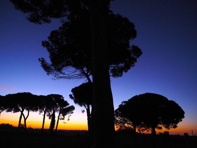 Foto di Franco Leggeri- Campagna Romana Viale dei pini Torre della BOTTACCIA-